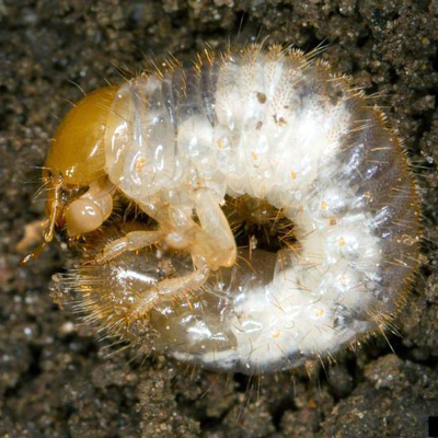 Grub with white body and yellow head curled into a C-shape.