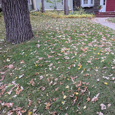 Lawn area with tree leaves scattered.