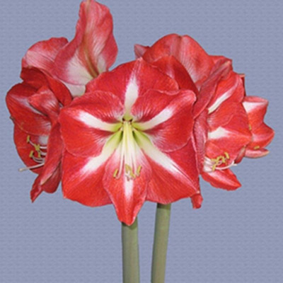 'Fantasica' red with white center flowering amaryllis