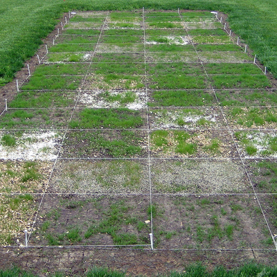 Long, rectangular area on a larger grass lawn, marked by stakes and string outlining smaller squares. Some squares have patchy grass growing and others have seed, fertilizer and other materials in them. 