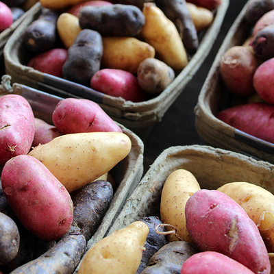Multi-colored fingerling potatoes in containers lined up on a table.