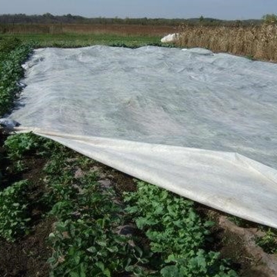 White floating row cover spread over crops in field