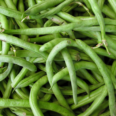 Harvested green beans