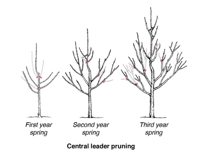 Diagram of trees pruned