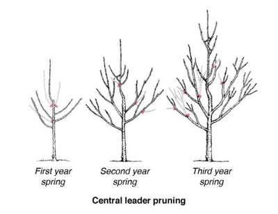 Pruning fruit trees