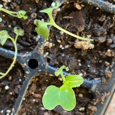 Seedlings in a tray with white spots, fungus gnats, in the soil and on leaves.