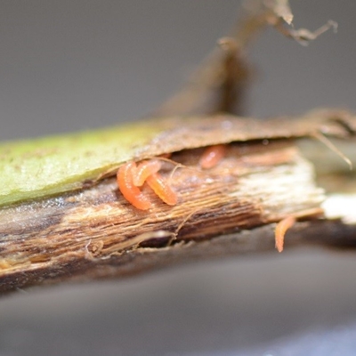 soybean gall midge larvae in soybean stem