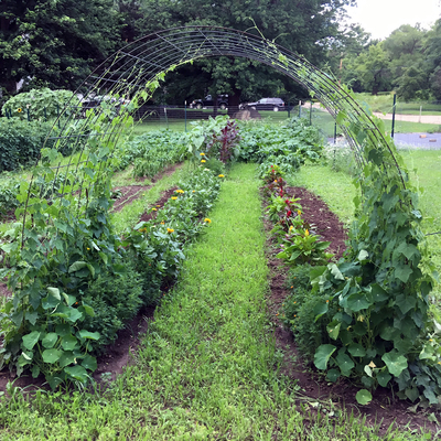 Vegetable garden in front of a suburban house and driveway. In the foreground there are dirt vegetable beds with living rows of grasses and clovers in between. The beds contain cucumbers on a trellis, nasturtium, flowers, peppers, amaranth, and sunflowers. The garden is surrounded by a simple fence with t-posts and wire.