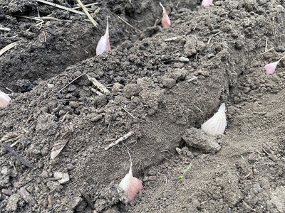garlic bulbs planted in soil