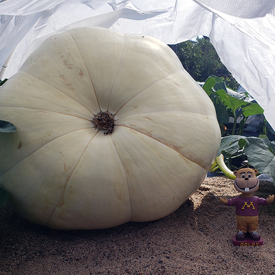 A large white pumpkin with a white cloth cover being held above it by white pvc piping. Underneath the pumpkin is black landscape fabric covered with sand. Next to the pumpkin stands a bobblehead of the University of Minnesota mascot Goldy Gopher with its arms outstretched to either side.