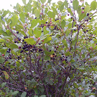 A bush with green, glossy leaves and dark red berries
