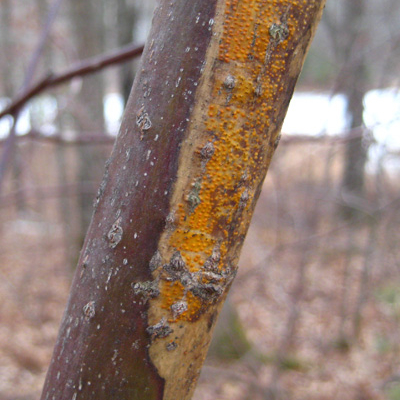 Raised, yellow blister on a stem of a dogwood.