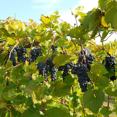 Ripe grapes on a row of grape vines.
