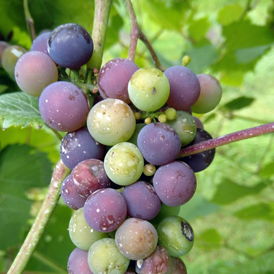 Green and red grapes on a vine.