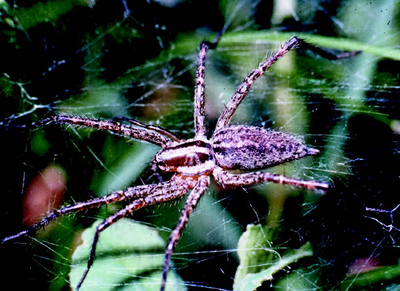 grass spider on web outdoors