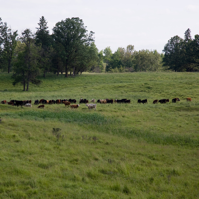 Herd of cattle grazing in an open field.