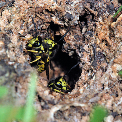 Wasps hovering around the opening of a ground wasp nest.