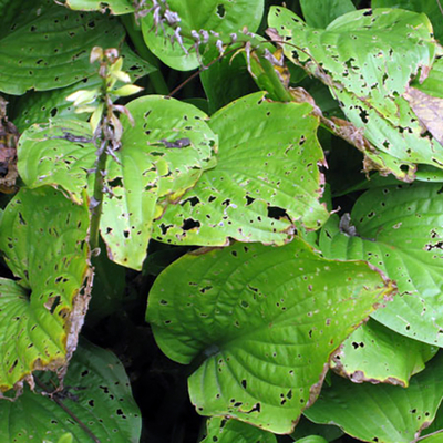 Holes caused by hail in hosta leaves.