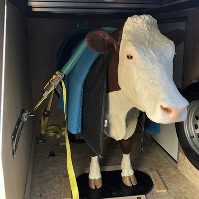 Model of a cow hitched inside a trailer for transport.