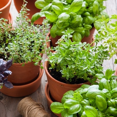 Small pots of herbs growing inside
