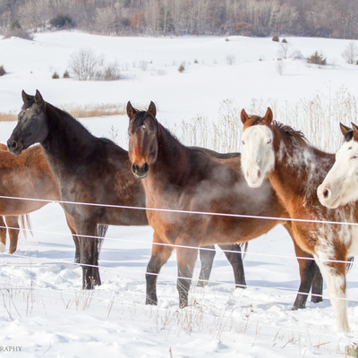 horses in snow by a fence
