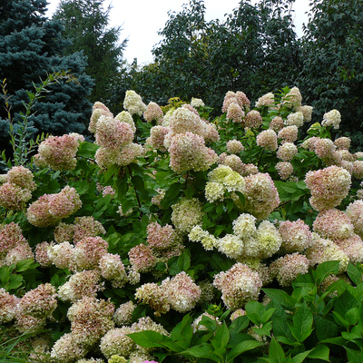 Hydrangea shrubs with pink and white flower heads.