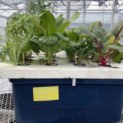 A blue plastic container with a polystyrene foam board on top. The board has holes cut into it, and pots are nested into the holes. Each small pot has a different type of lettuce growing out of it. The bucket system is sitting on a bench in a greenhouse.