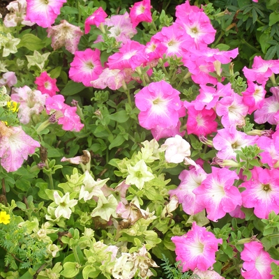 A petunia plant with discolored leaves and stunted, discolored flowers 