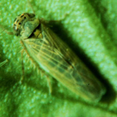 green insect with yellow markings and wings on a leaf