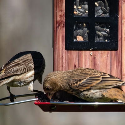 A close up of three birds at a bird feeder.