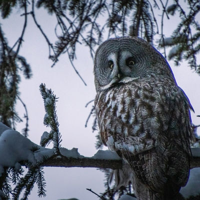 A close up of an owl sitting in a snow covered tree