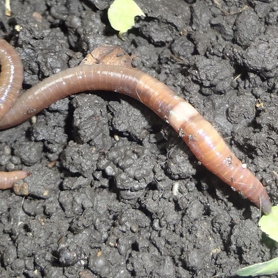 Jumping worm in soil.