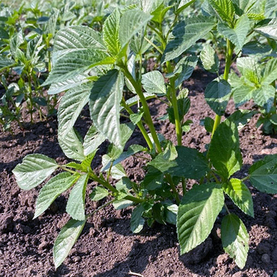 A jute mallow plant with clusters of large leaves in a garden.