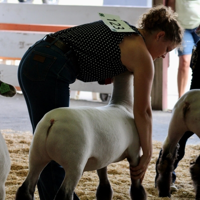 A girl showing sheep. 