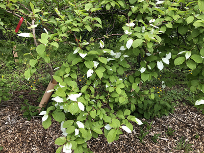 Kiwiberry vine with wood mulch beneath it