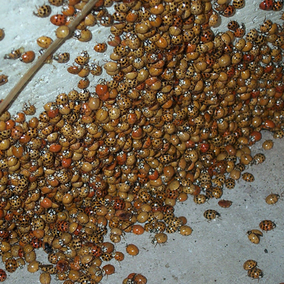 A large group of orange and red lady beetle aggregate in the corner of a building.