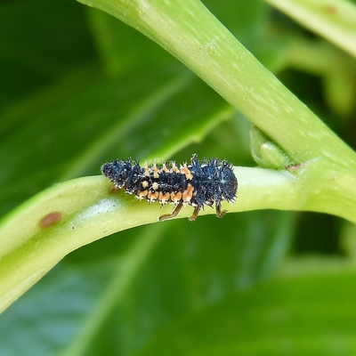 Ladybeetle larva on a plant
