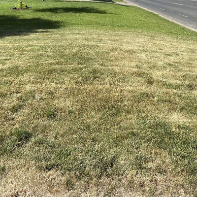Lawn with drought damage