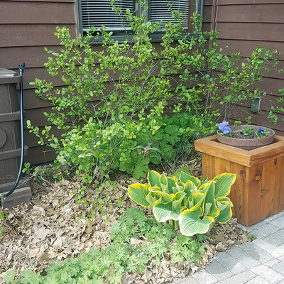 Brown house entry with brown rain barrel, green shrubs, a wood planter and green and yellow perennial plants located under a window.