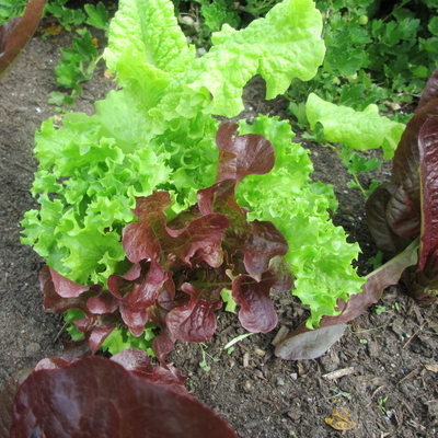 Lettuce growing.