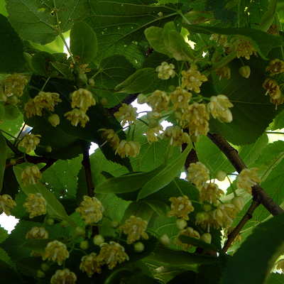 Basswood leaves and flowers