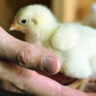 Hands holding a young chick.