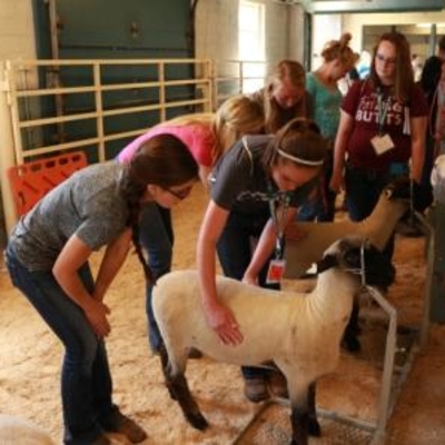 livestock learning camp