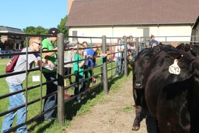 youth observing cattle