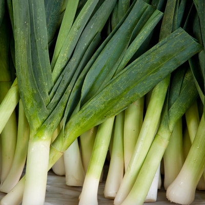Harvested green leeks with white shafts