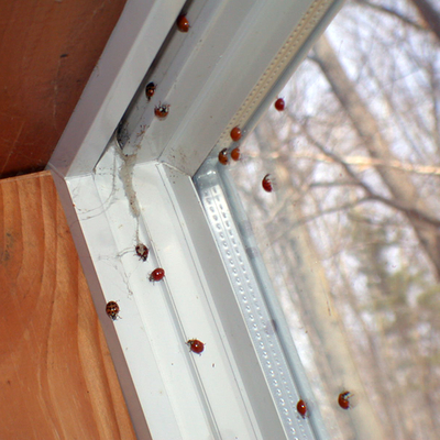 Lady bugs crawling on the inside of a window.