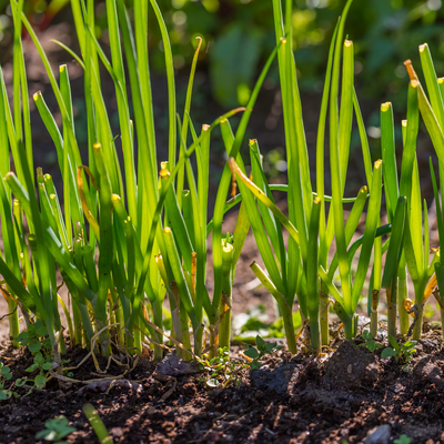 Green chive plants growing in a garden