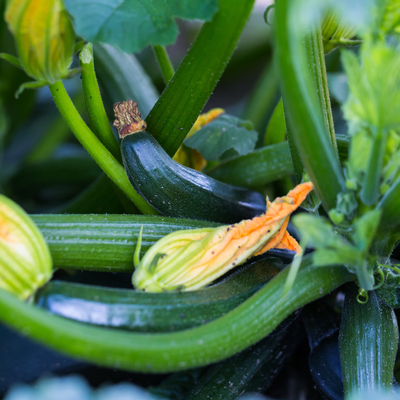 Green zucchini growing on plant with yellow and orange flowers
