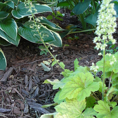 A garden bed with ornamental plants and shredded wood mulch protecting the soil.