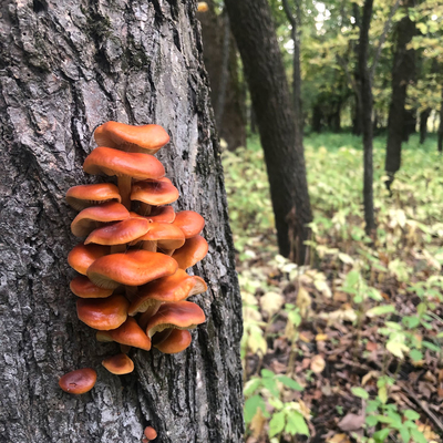 mushrooms on a tree